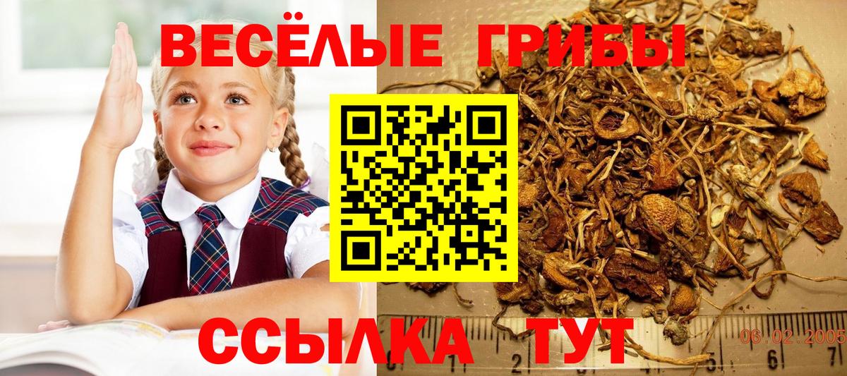 Псилоцибиновые грибы Psilocybine cubensis  Вход с VPN  Черкесск 